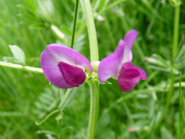 Gesse cultivée - Lathyrus sativus