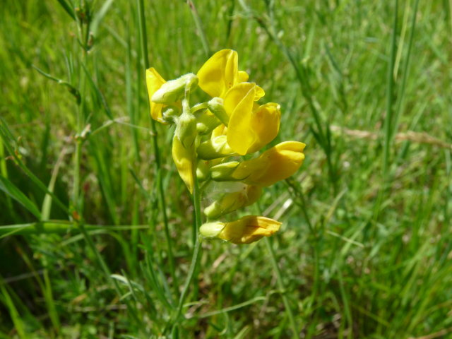 Gesse des prés -  Lathyrus pratensis