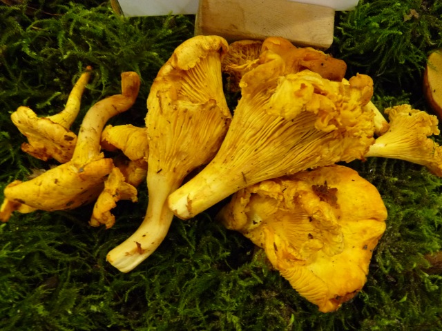 Girolle--Cantharellus-cibarius