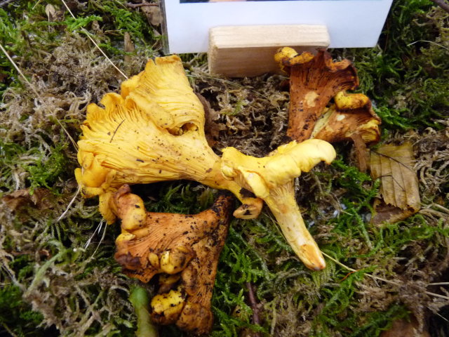 Girolle - Cantharellus cibarius (2)
