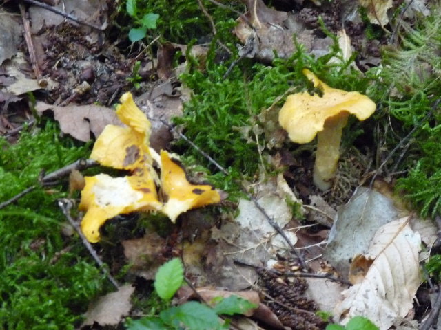 Girolle - Cantharellus cibarius (3)