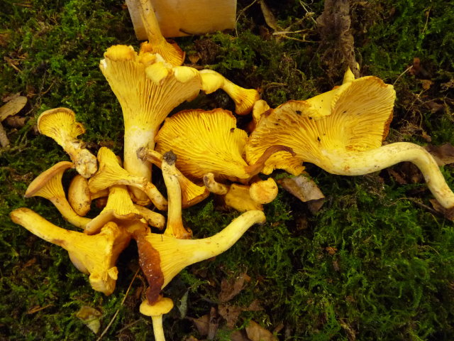 Girolle - Cantharellus cibarius (3)