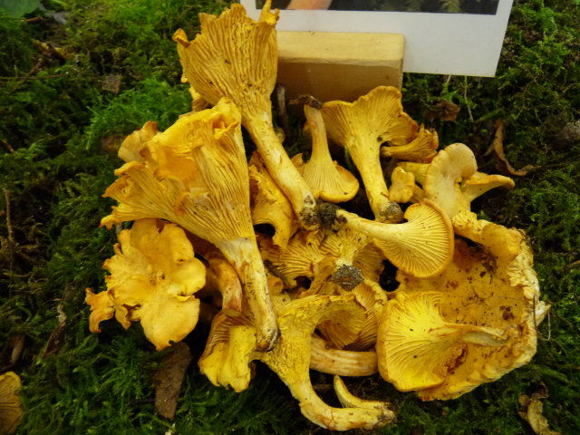 Girolle - Cantharellus cibarius (4)