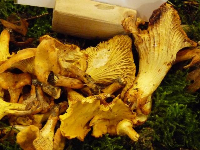 Girolle - Cantharellus cibarius (5)