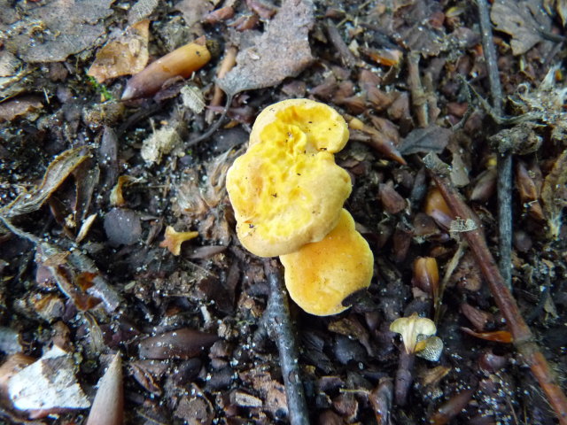 Girolle - Cantharellus cibarius