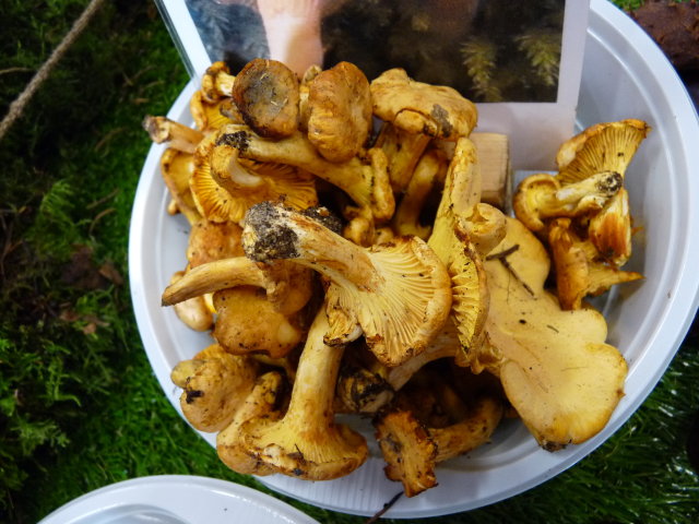 Girolle - Cantharellus cibarius