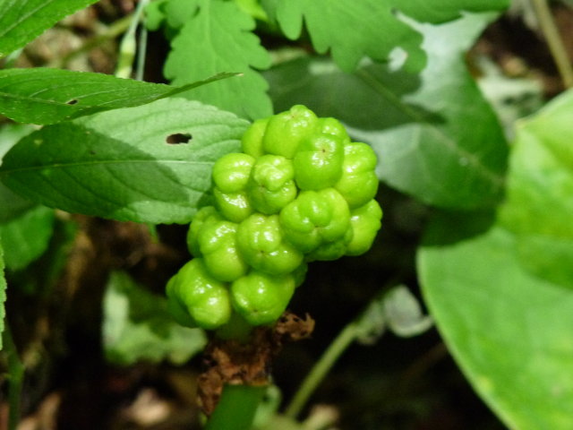 Gouet d'Italie - Arum italicum