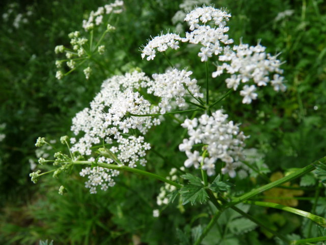 Grand boucage -  Pimpinella major (2)