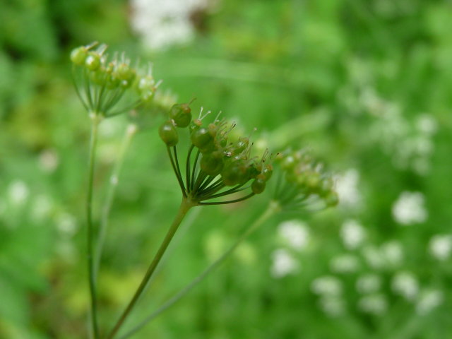 Grand boucage -  Pimpinella major (3)