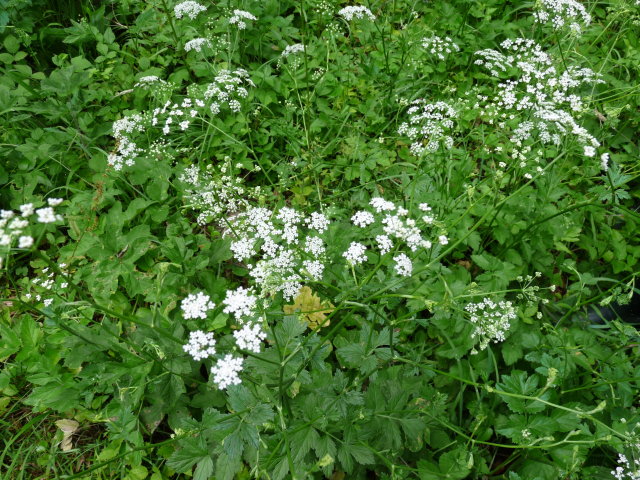 Grand boucage -  Pimpinella major