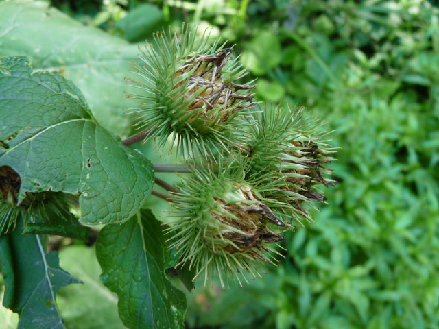 Grande bardane - Arctium lappa