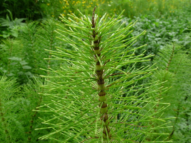 Grande prêle - Equisetum telmateia (2)