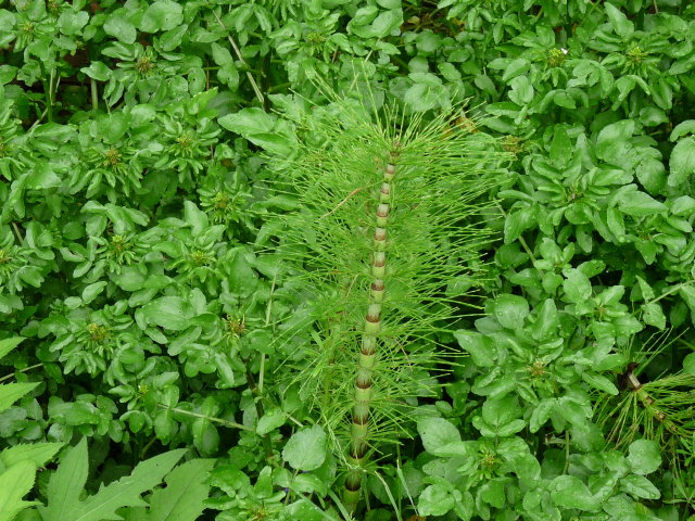 Grande prêle - Equisetum telmateia