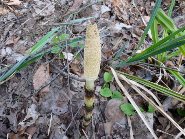 Grande prêle (tige fertile)- Equisetum telmateia