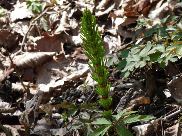 Grande prêle (tige stérile)- Equisetum telmateia