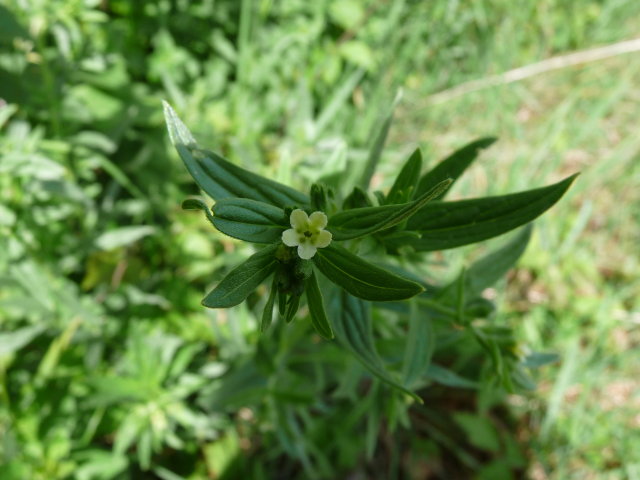 Grémil officinal - Lithospermum officinale