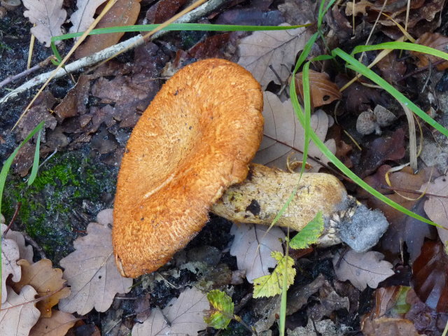 Gymnopile remarquable - Pholiota spectabilis