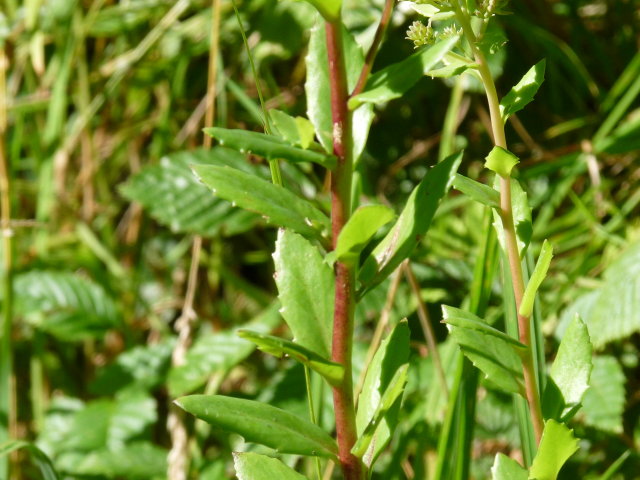 Herbe à la coupure - Sedum telephium (2)