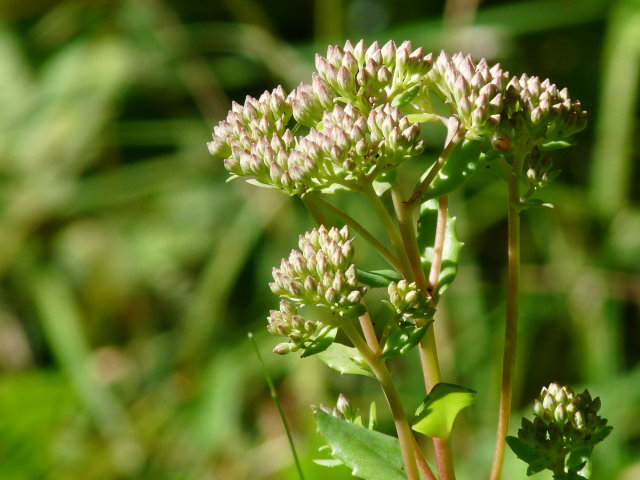 Herbe à la coupure - Sedum telephium