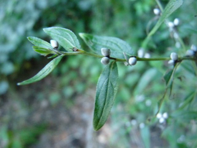 Herbe aux perles ou grémil - Lithospermum officinale