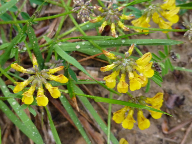 Hippocrépide à toupet - Hippocrepis comosa (2)