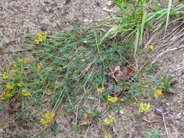 Hippocrépide à toupet - Hippocrepis comosa