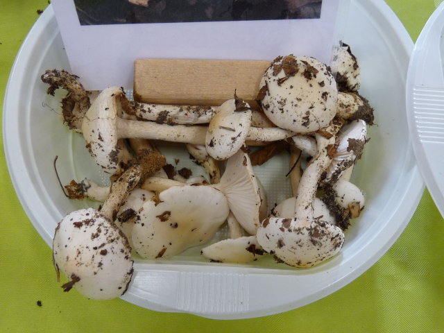 Hygrophore cossus - Hygrophorus cossus