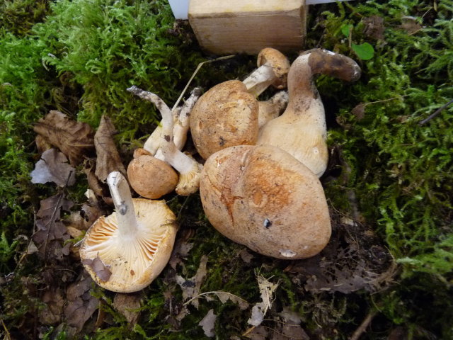 Hygrophore des bois - Hygrophorus nemoreus (2)