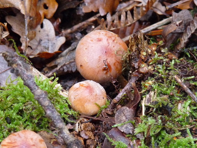 Hypholome couleur de brique - Hypholoma lateritium (2)