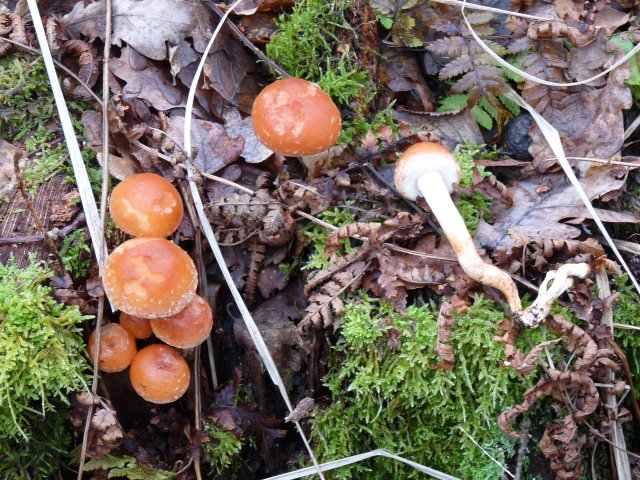 Hypholome couleur de brique - Hypholoma lateritium