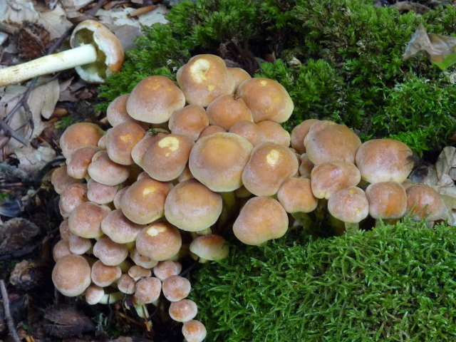 Hypholome en touffe - Hypholoma fasciculare