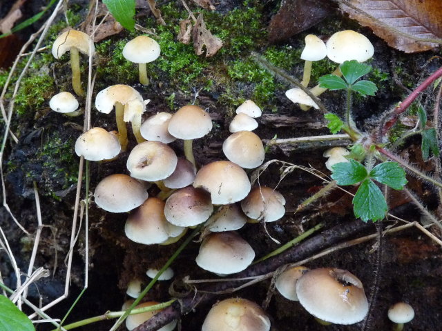 Hypholome en touffe - Hypholoma fasciculare (2)