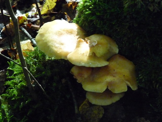 Hypholome en touffe - hypholoma fasciculare (3)