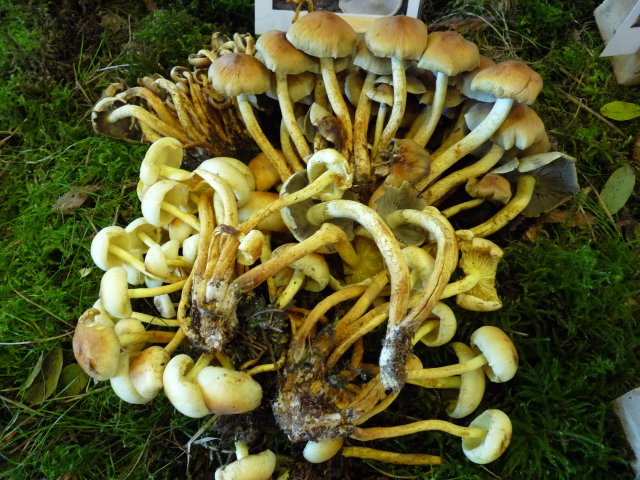 Hypholome en touffe - Hypholoma fasciculare