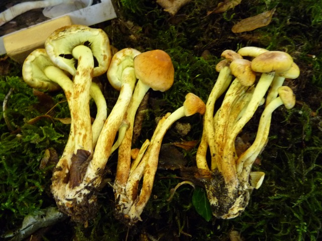 Hypholome-en-touffes--Hypholoma-Fasciculare