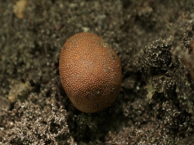 Hypomyces_muricatus_f_reticulatus (2)