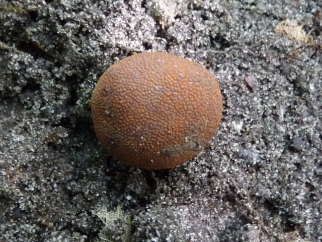 Hypomyces_muricatus_f_reticulatus