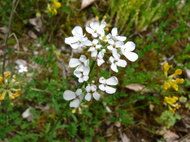 Ibéris amer - Iberis amara (2)