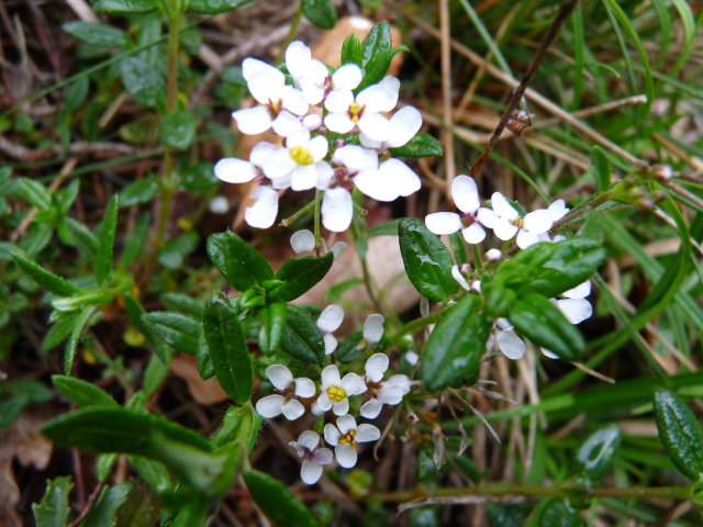 Ibéris amer - Iberis amara