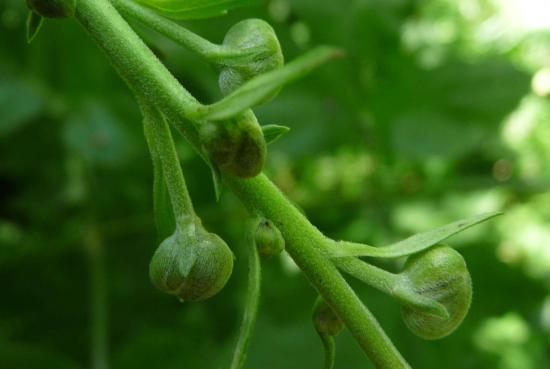 Aconit napel - Aconitum napellus