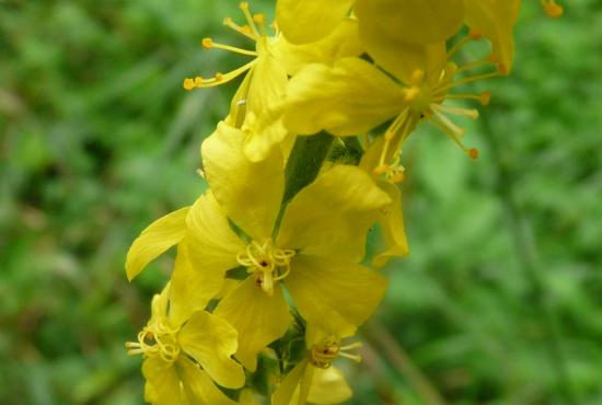 Aigremoine eupatoire (fleurs) - Agrimonia eupatoria