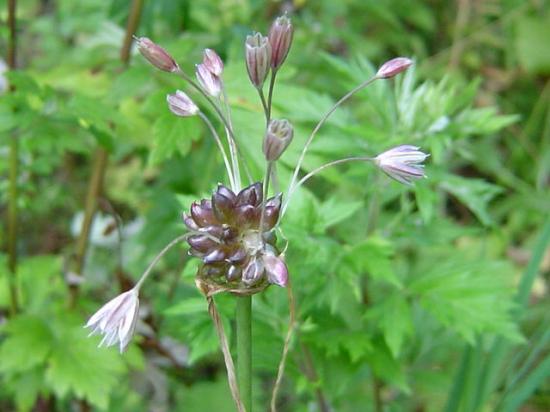 Ail-des-champs - Allium Oleraceum