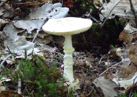 Amanite citrine - Amanita citrina