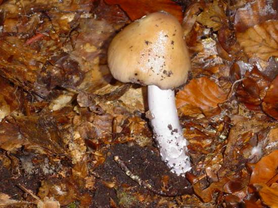 Amanite fauve - Amanita fulva