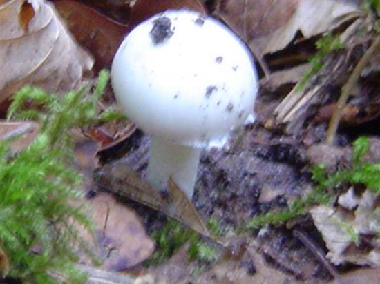 Amanite printanière - Amanita verna