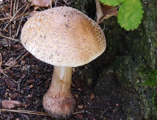 Amanite rougissante ou Golmotte - Amanita rubescens