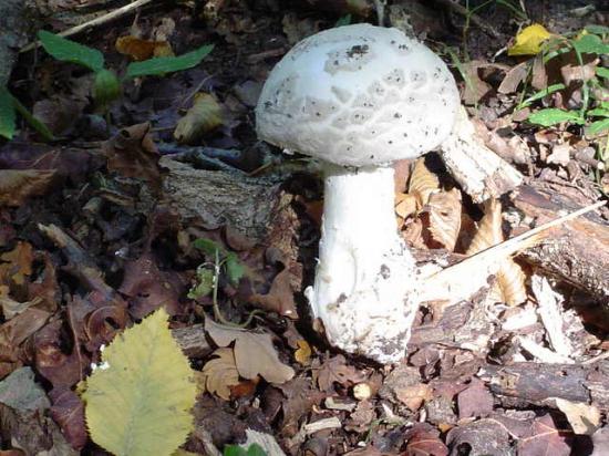 Amanite solitaire - Amanita strobiliformis