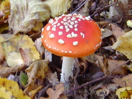 Amanite tue-mouches (fausse oronge) - Amanita muscaria