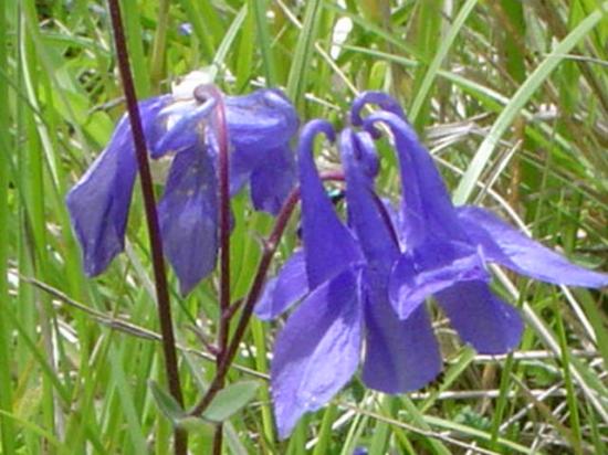 Ancolie commune - Aquilegia vulgaris