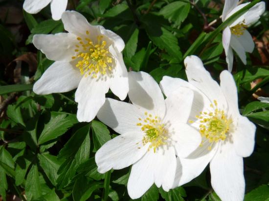 Anémone Sylvie - Anemone nemorosa